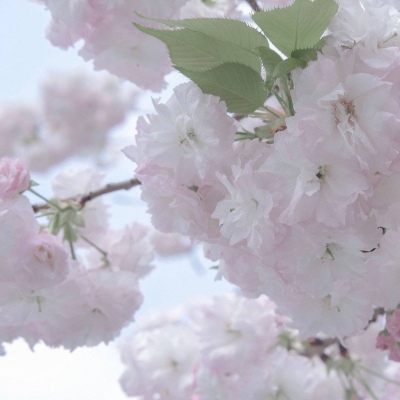 兽设星空场景设计福瑞群